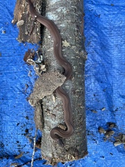 Storeria occipitomaculata