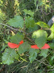 Toxicodendron pubescens