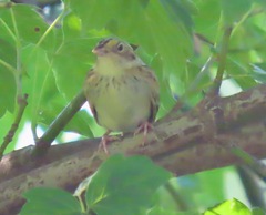 Ammodramus savannarum