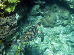 Eretmochelys imbricata