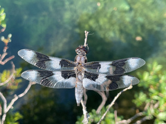 Libellula forensis
