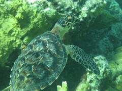 Eretmochelys imbricata