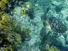 Eretmochelys imbricata