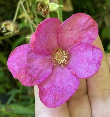 Rubus odoratus