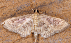 Herpetogramma pertextalis