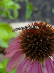 Eupithecia miserulata