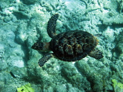 Eretmochelys imbricata