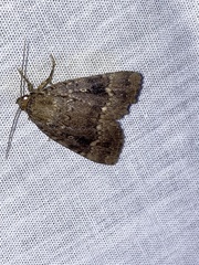 Amphipyra pyramidea