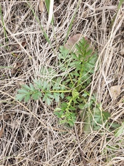 Geum triflorum