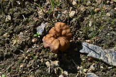Gyromitra