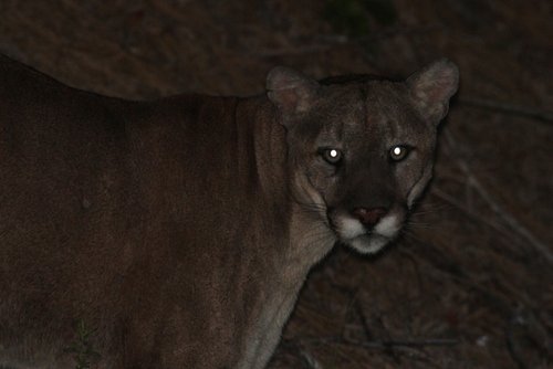 Mountain Lion photographed in Idaho