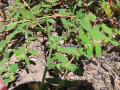 Euphorbia abramsiana