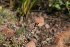 Adromischus sphenophyllus