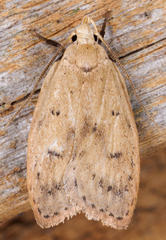 Machimia tentoriferella