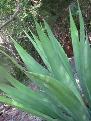 Agave angustifolia