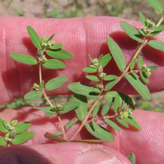 Euphorbia abramsiana