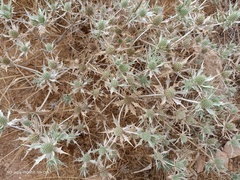 Eryngium ilicifolium