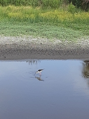 Himantopus mexicanus