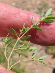 Euphorbia abramsiana
