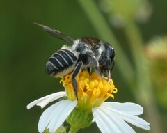 Megachile petulans