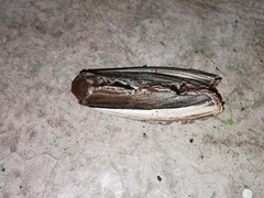 Truncaptera truncata