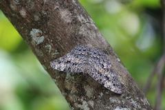 Hamadryas