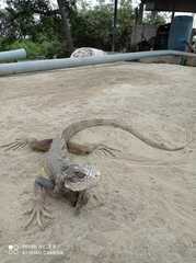 Iguana iguana