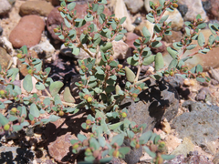 Euphorbia micromera