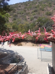 Hesperaloe parviflora