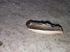 Truncaptera truncata