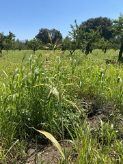 Sorghum