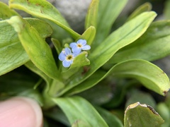 Myosotis rehsteineri