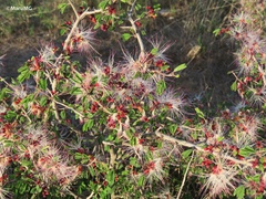 Calliandra