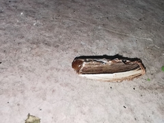 Truncaptera truncata