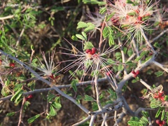 Calliandra