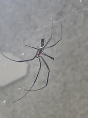 Trichonephila clavata