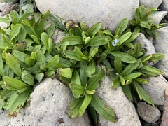 Myosotis rehsteineri