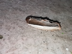 Truncaptera truncata