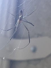 Trichonephila clavata