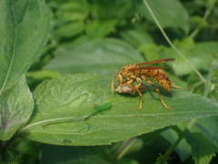 Polistes olivaceus