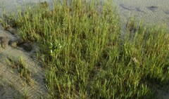 Sporobolus alterniflorus