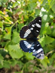 Limenitis reducta