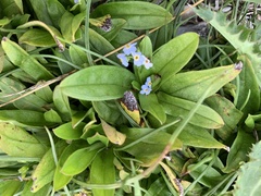 Myosotis rehsteineri