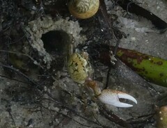 Minuca longisignalis