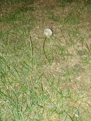 Taraxacum