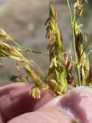 Sorghum