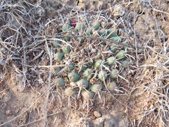 Mammillaria uncinata