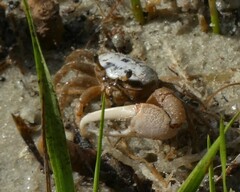 Minuca longisignalis