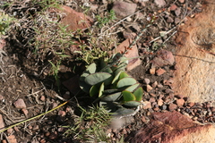 Adromischus sphenophyllus