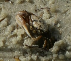 Minuca longisignalis